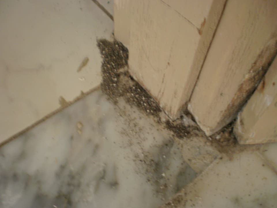 Ameisennest am Zimmereingang Hotel El Mouradi Djerba Menzel