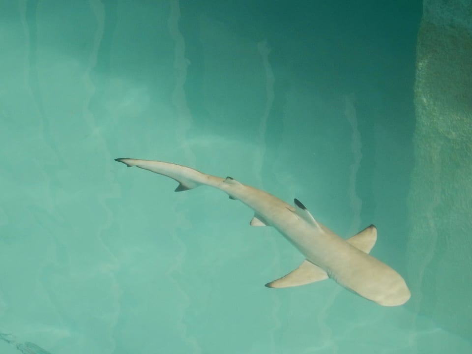 Haie beim Strand Meeru Maldives Resort Island
