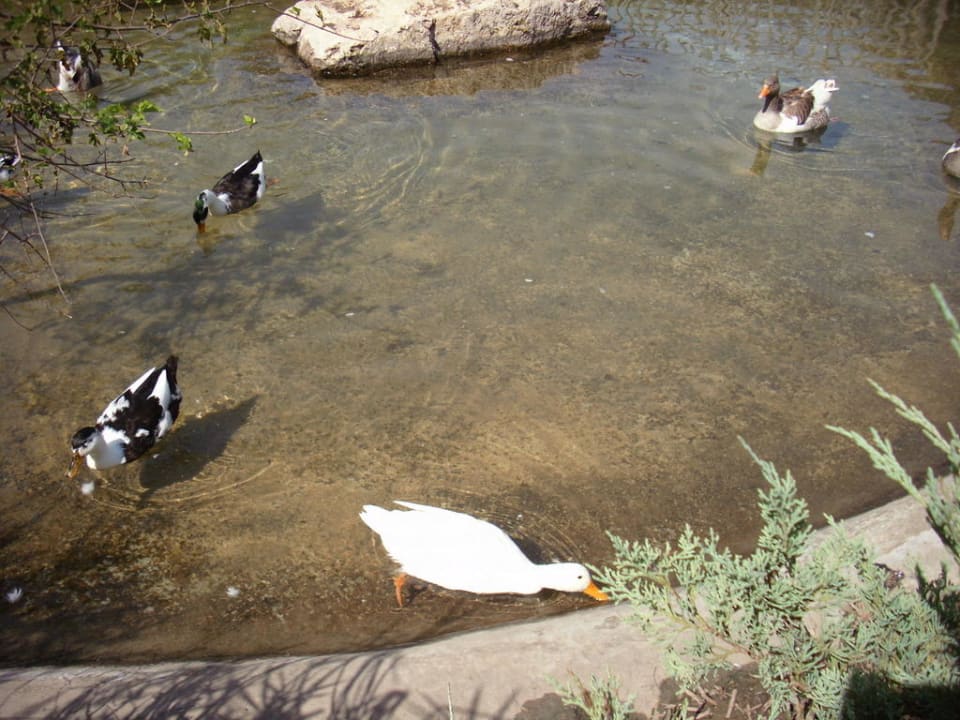 Teiche mit Gänse und Enten Club Tuana Fethiye