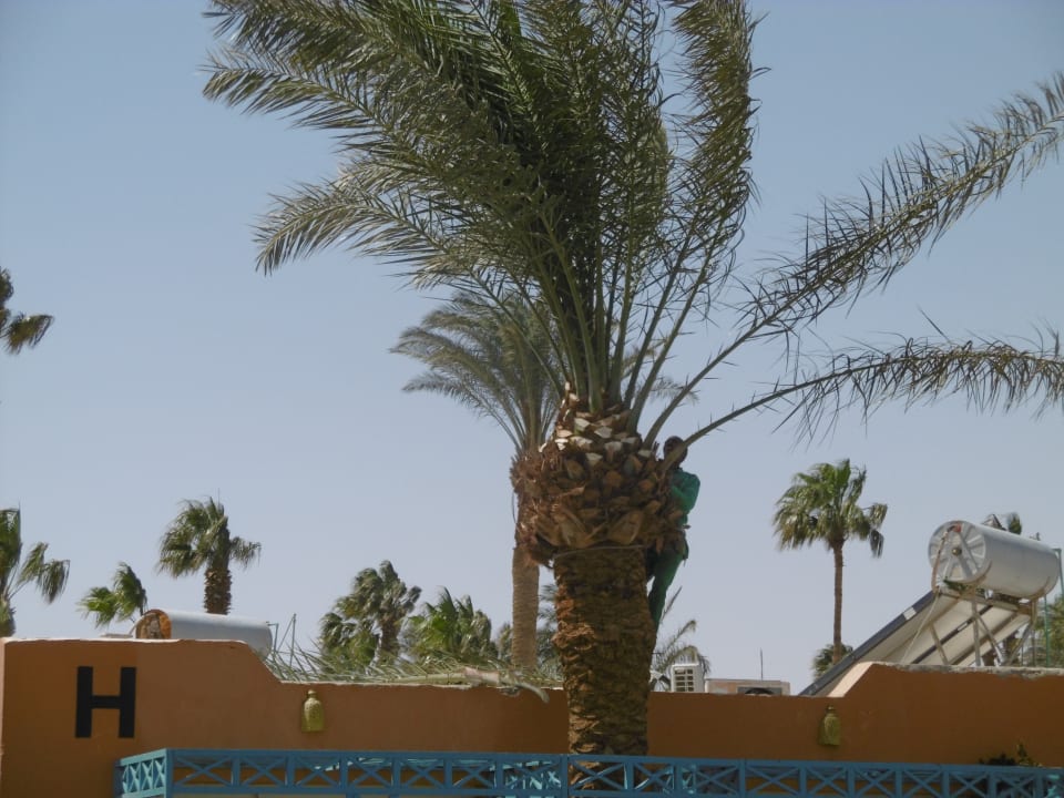 Ausblick Giftun Azur Resort