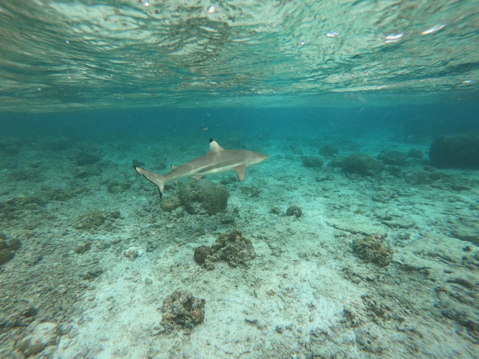 Sport & Freizeit Summer Island Maldives