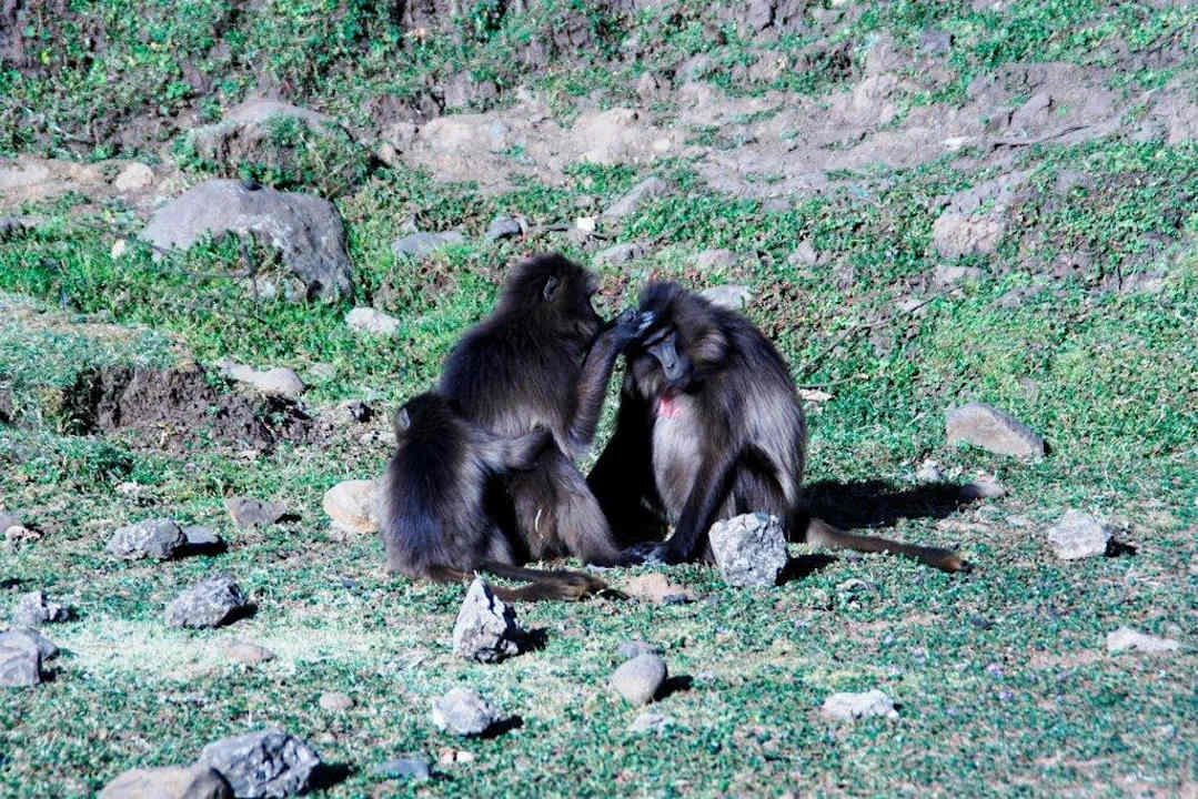 Rotbrustpaviane Simien Lodge