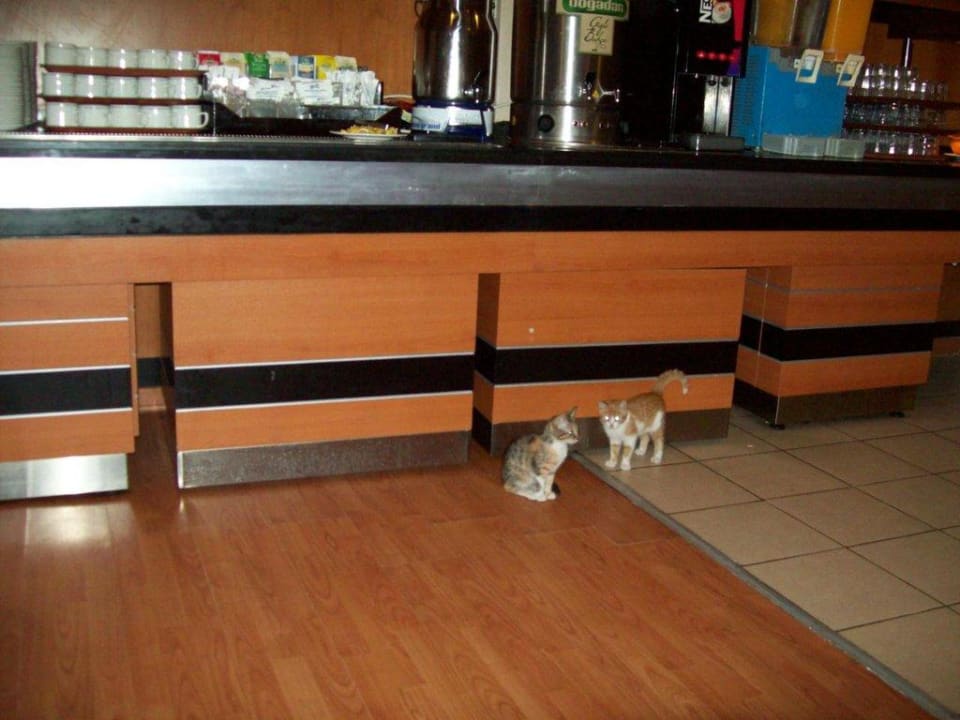 Katzen Limak Limra Hotel & Resort