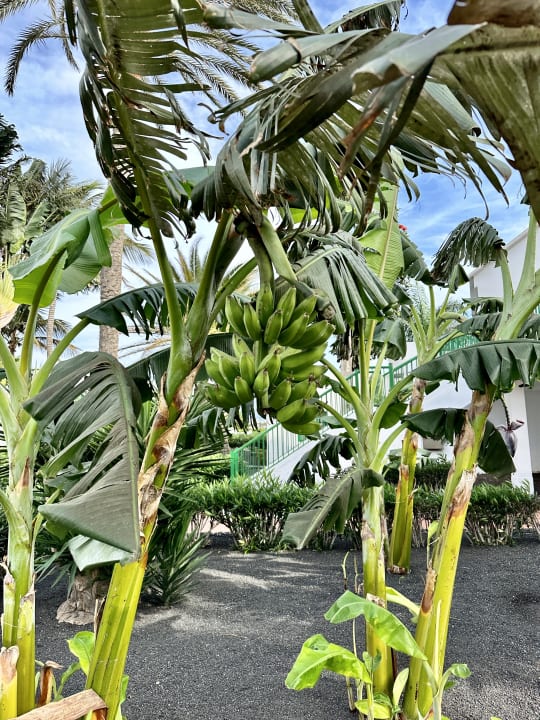 Außenansicht Hotel Riu Paraiso Lanzarote
