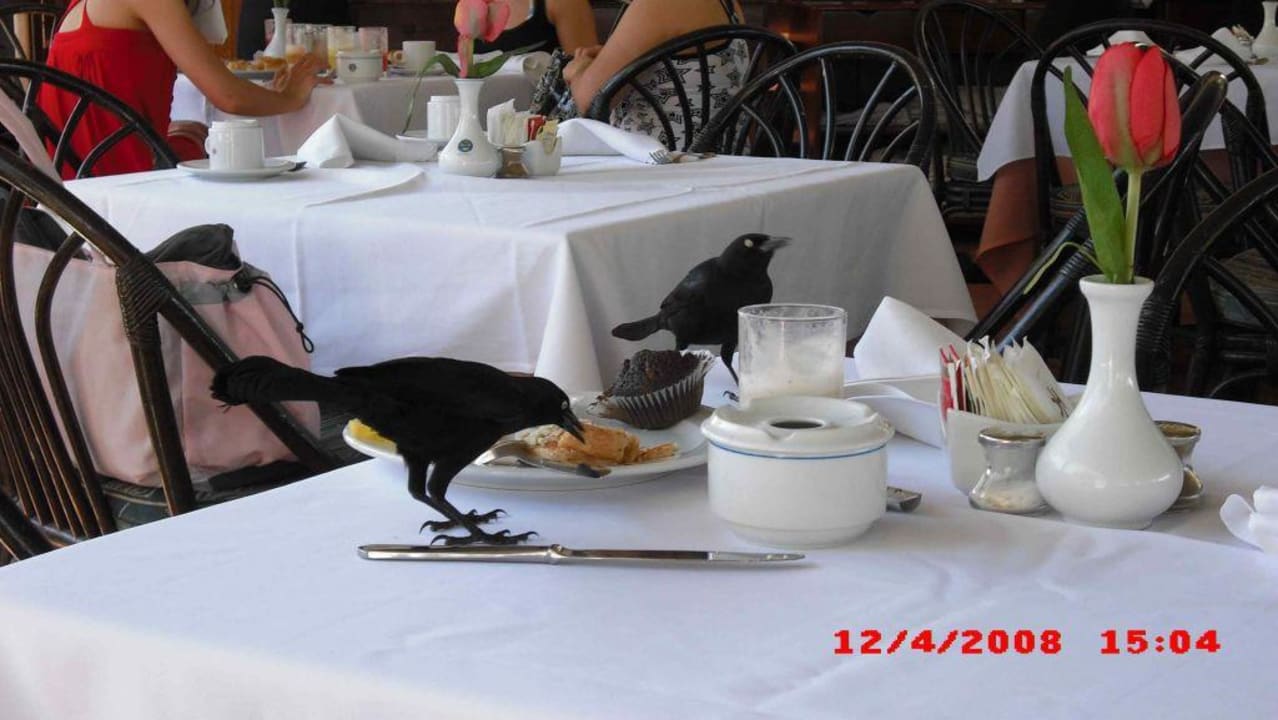 Freche Raben! Catalonia Punta Cana - All Inclusive