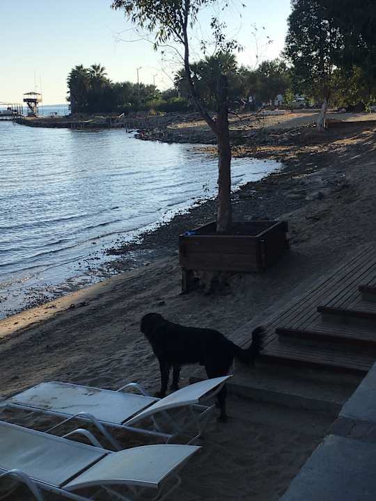 Schlimm Asteria Venus Didim