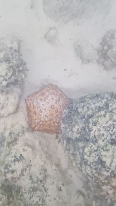 Strand Crystals Beach Resort Belle Mare, a member of Radisson Individuals