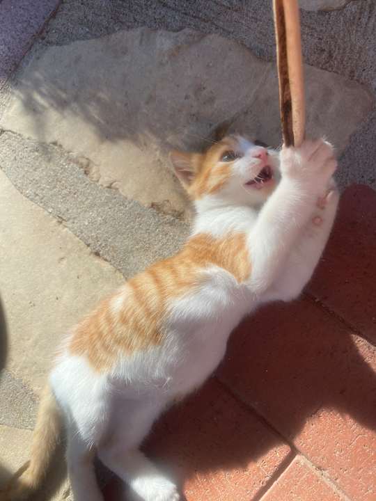 Gartenanlage Hotel Defne Garden