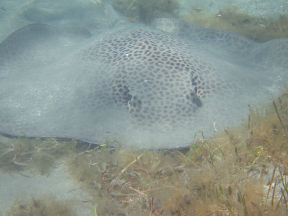 Strand Shams Alam Beach Resort