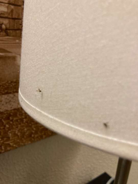 Zimmer Best Western Parkhotel Brehna - Halle