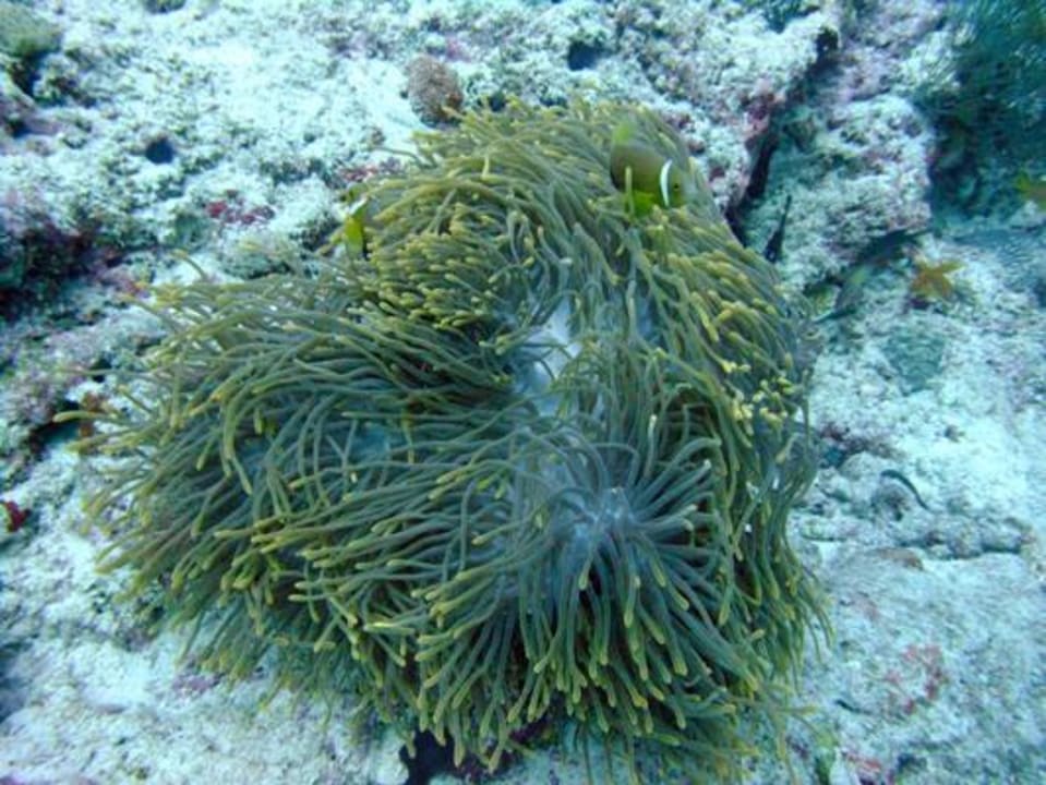 Unterwasser - Bootstauchgang NH Collection Maldives Reethi Resort