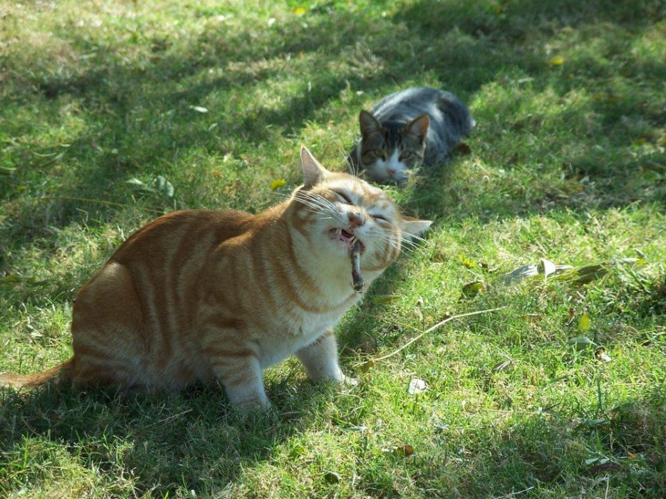 "Osmanischer Teufel" Labranda Alantur Resort