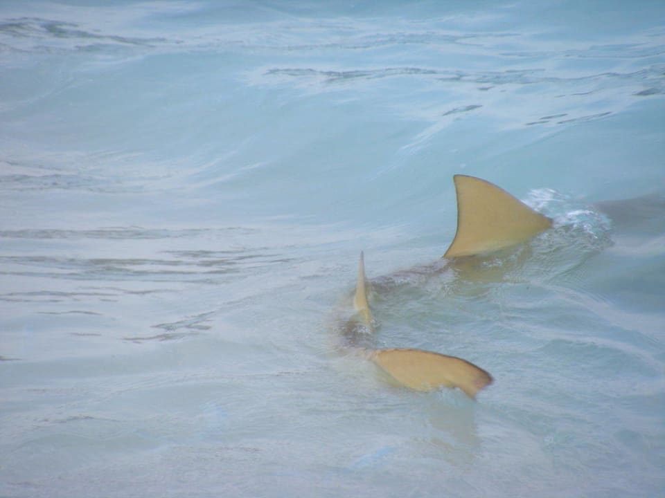 Haie in der Lagune NH Collection Maldives Reethi Resort