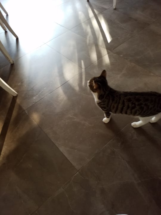 Gastro TUI MAGIC LIFE Beldibi +16