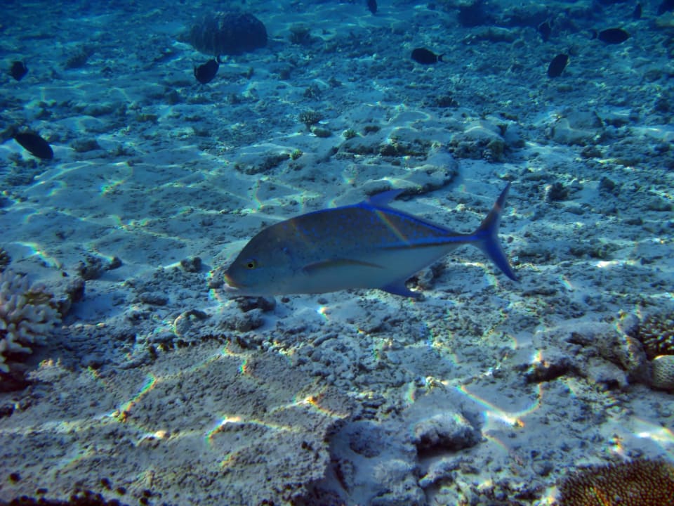 Faszination, Schnorcheln am Hausriff Filitheyo Island Resort