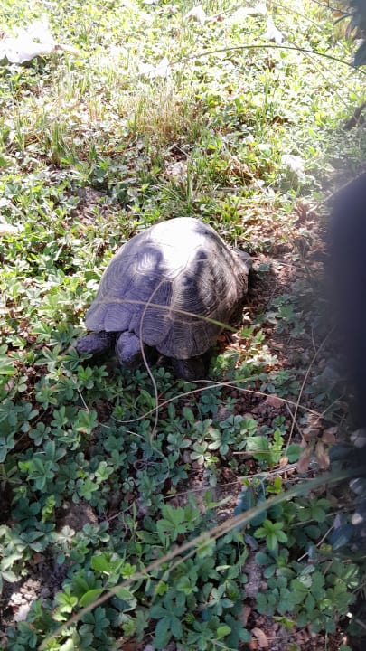 Sonstiges Labranda Alantur Resort