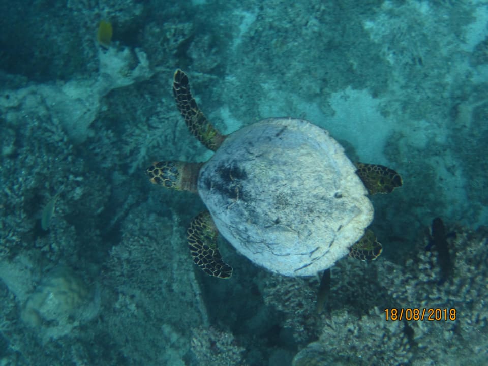 Sport & Freizeit NH Collection Maldives Havodda Resort