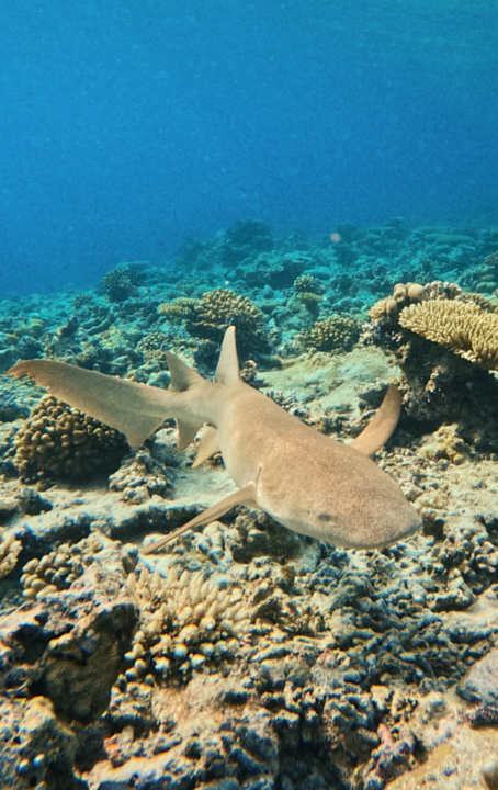 Sonstiges Thulhagiri Island Resort