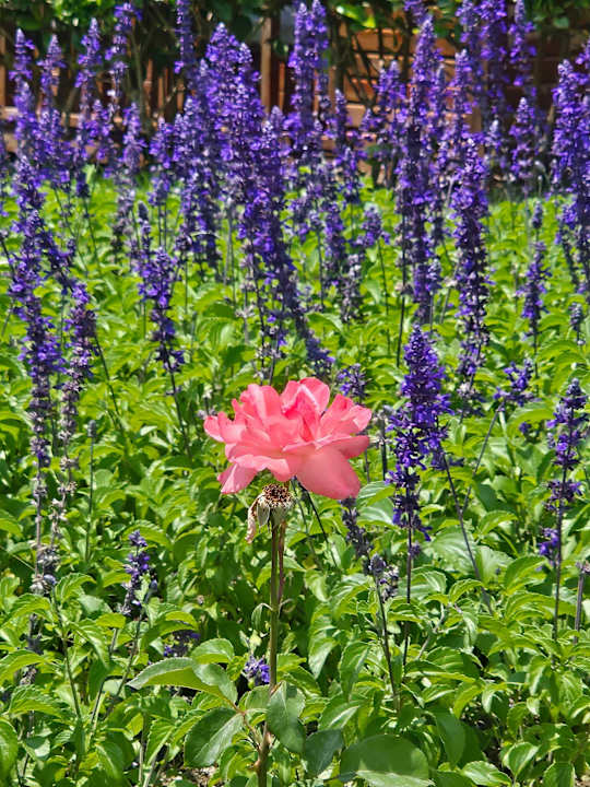 Gartenanlage Diamond Excellence Resort & Spa