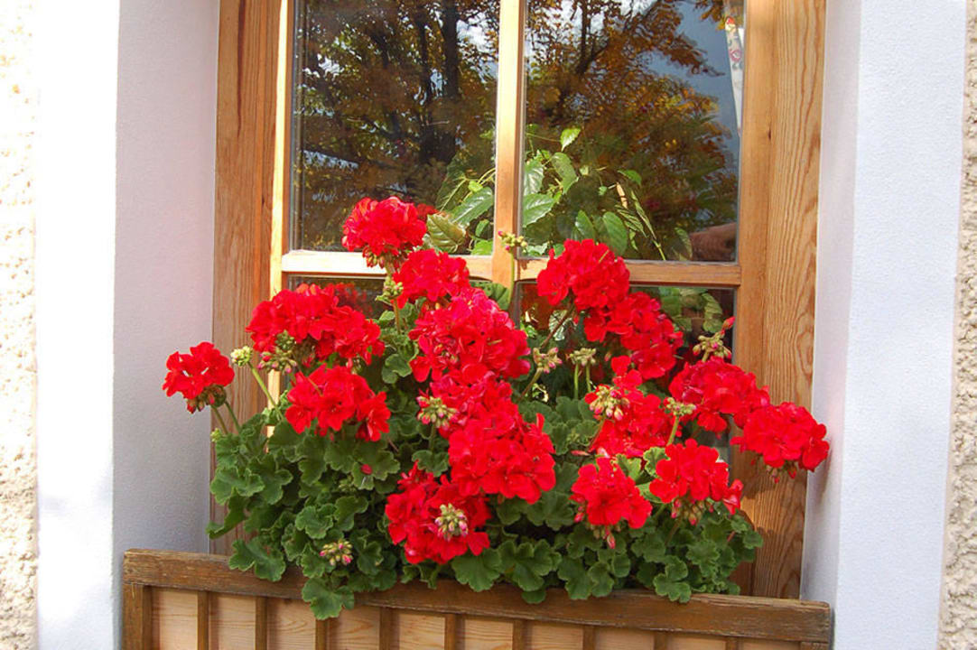 Blumen Peterer Hof Peterer-Hof