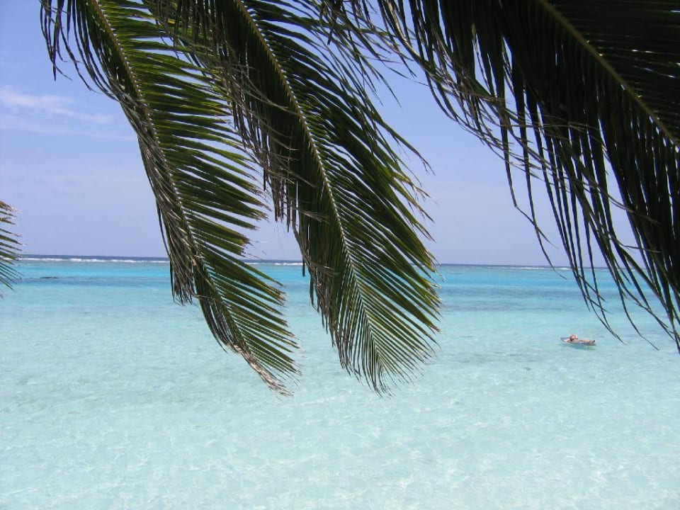 Palmen am Strand Summer Island Maldives
