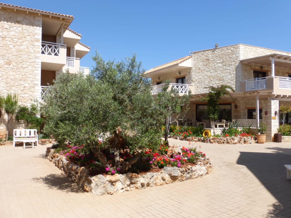 Verschiedene Pflanzen Cactus Royal