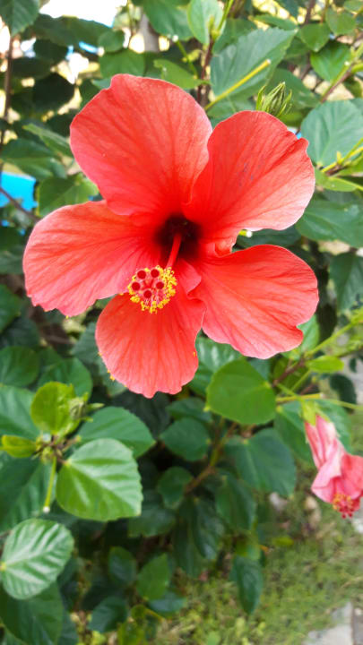 Gartenanlage Apollonia Beach Resort & Spa