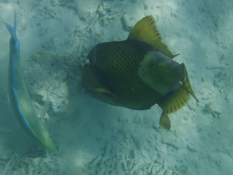 Fische Summer Island Maldives