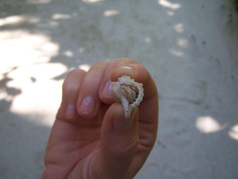 Einsiedlerkrebs in Muschel Sun Siyam Vilu Reef