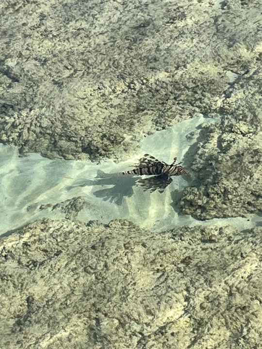 Sonstiges Mövenpick Resort El Quseir