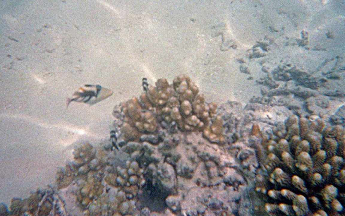 Unterwasserwelt SIV Summer Island Maldives