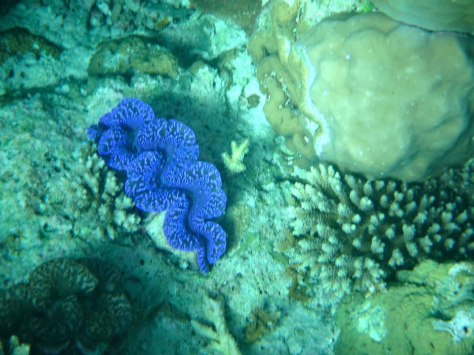 Korallen Cinnamon Hakuraa Huraa Maldives