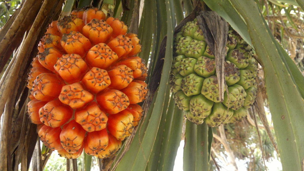 Kakteenfrüchte im Garten Hotel Mandara Resort