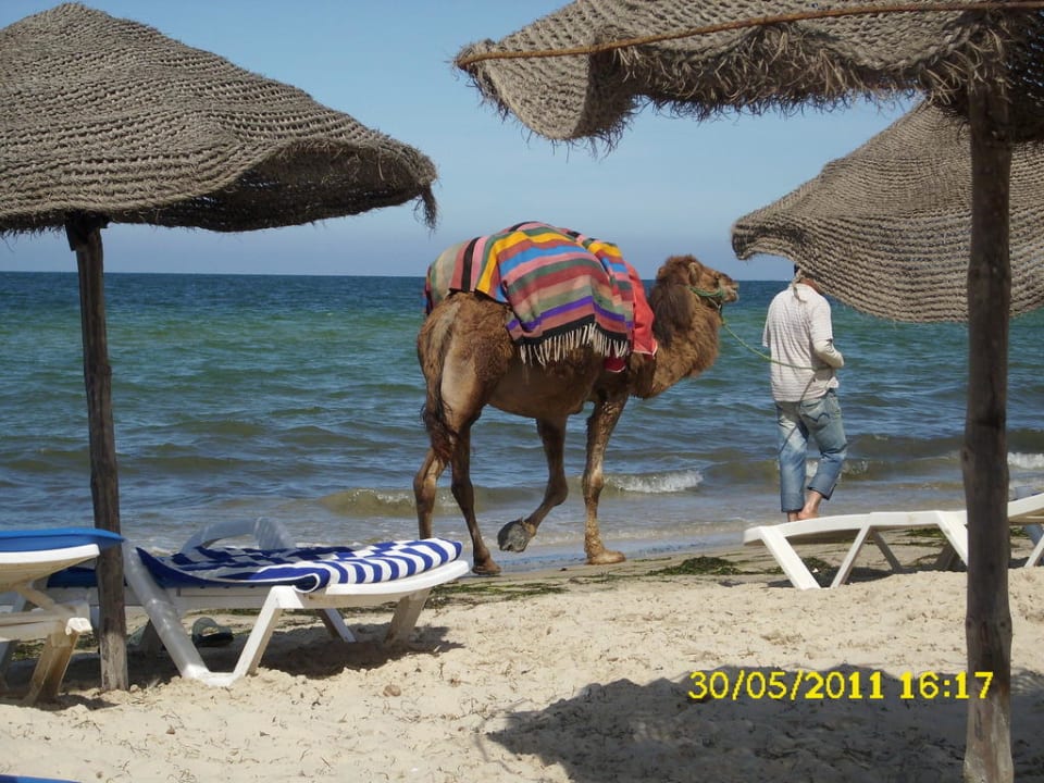 Kamele am Strand Caribbean World Monastir