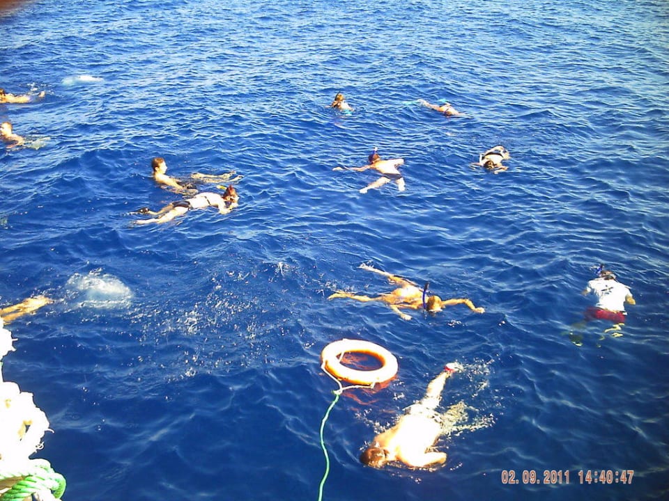 Massenschnorcheln am Steg Charmillion Sea Life Resort