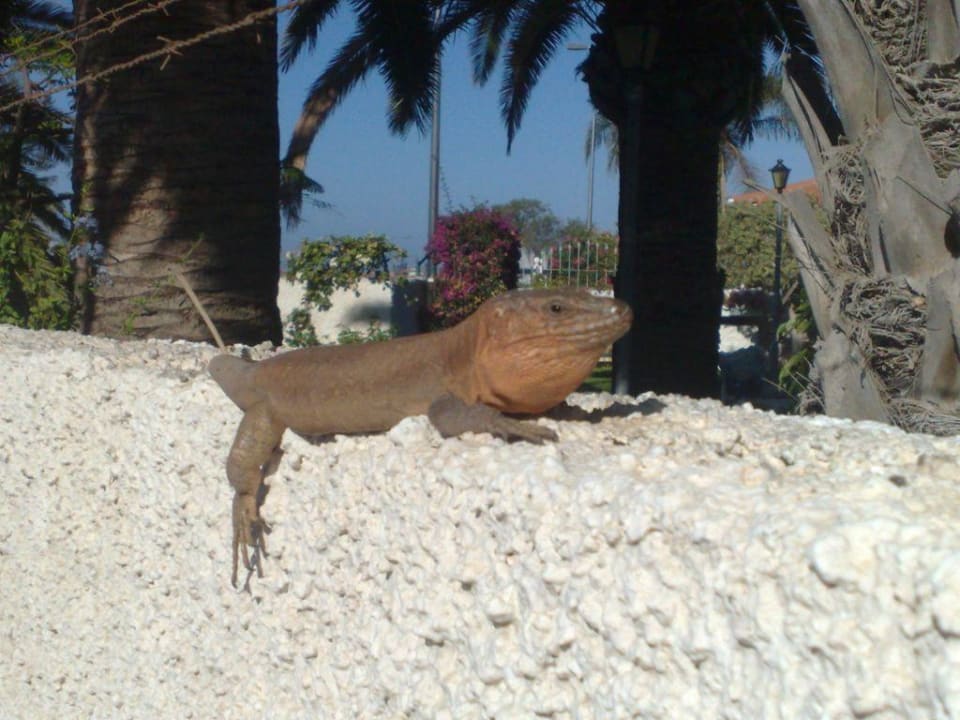 Unser fauler Nachbar  Sun Club Playa del Ingles