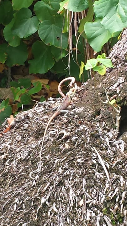 Gartenanlage Filitheyo Island Resort