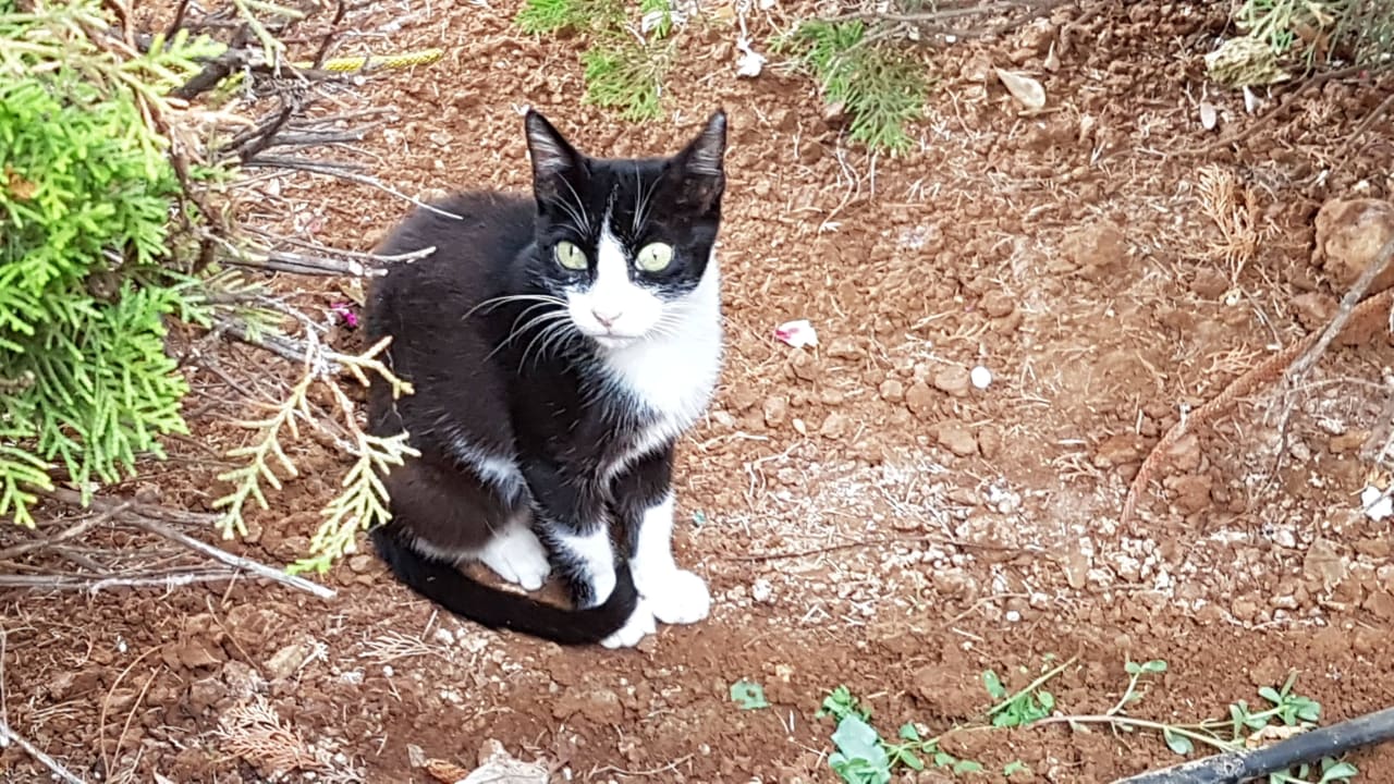 Eine von den Hotelkatzen Phãea Cretan Malia
