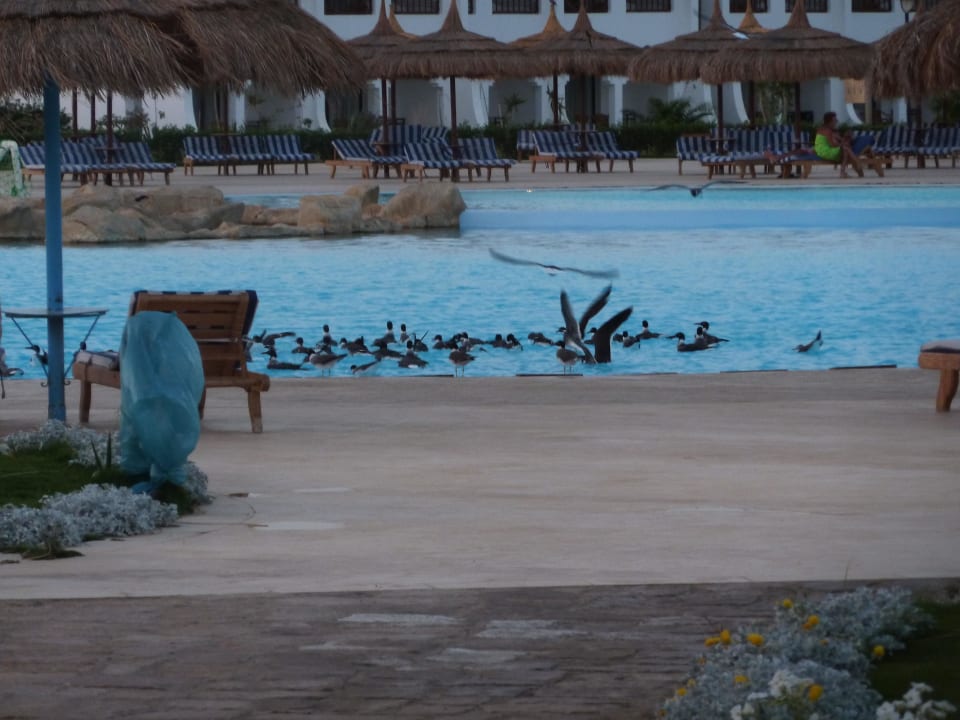 Pool Hotel Gorgonia Beach Resort