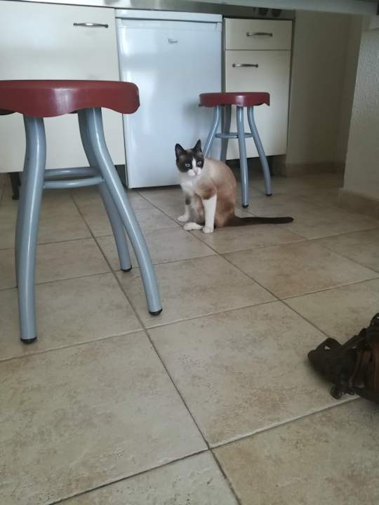 Zimmer Apartamentos Guacimeta