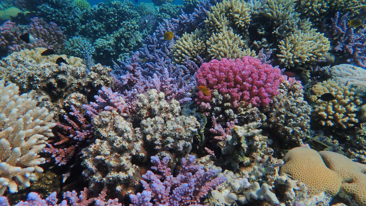 Strand Stella Beach Resort & Spa Makadi Bay