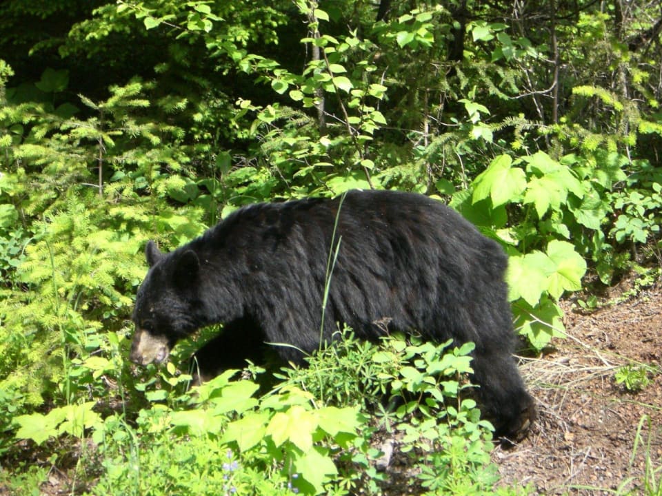 Bär auf unserem Grundstück Bed & Breakfast Moul Creek Lodge