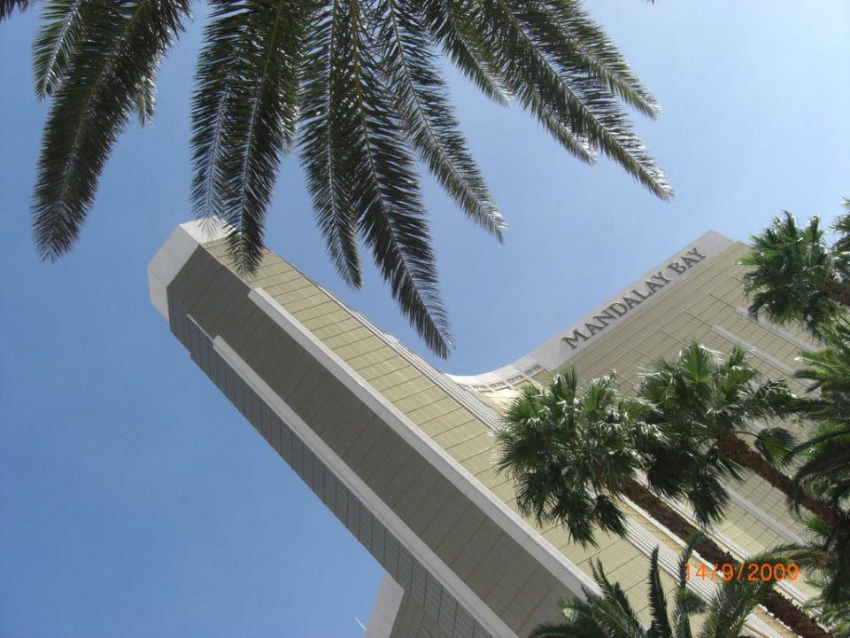 Ansicht vom Pool Delano Las Vegas at Mandalay Bay