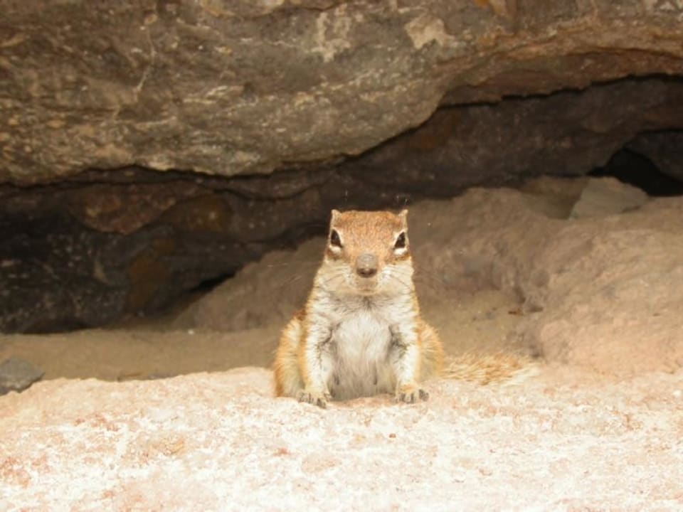Ein Streifenhörnchen. SBH Monica Beach Resort