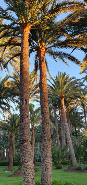 Gartenanlage Hotel Riu Palace Oasis