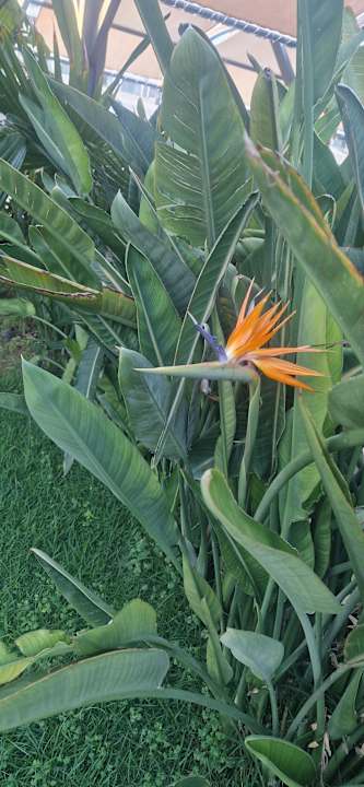 Gartenanlage Aydinbey Kings Palace & Spa