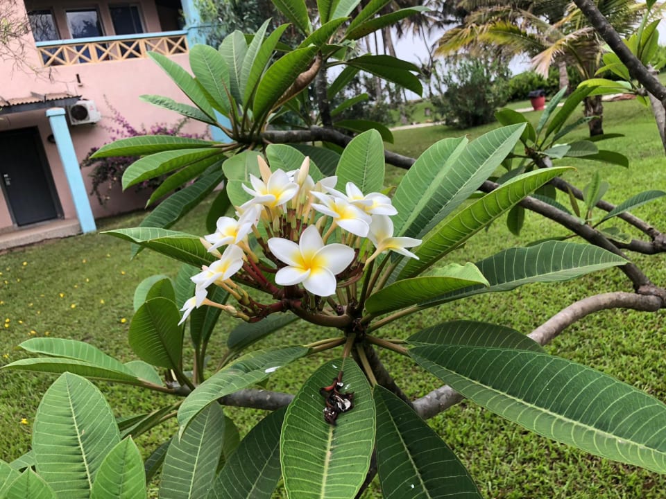 Gartenanlage The Kairaba Beach Hotel