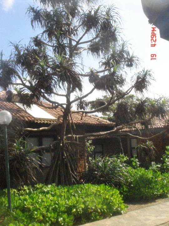 Bungalows Club Hotel Dolphin