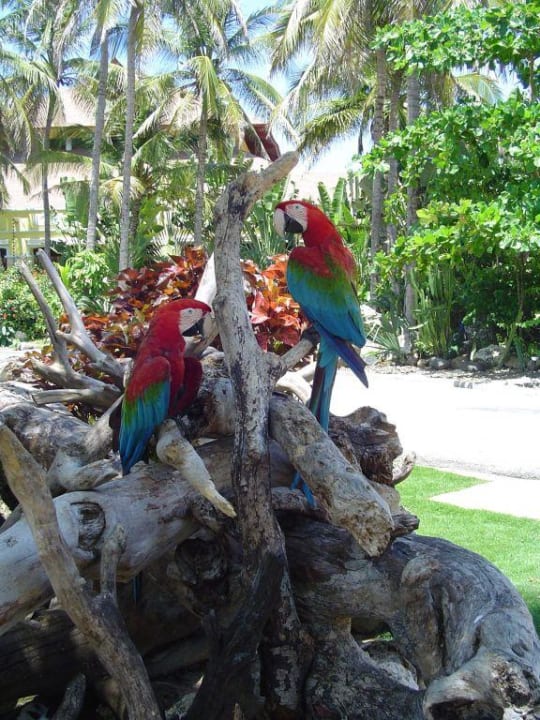 Papagei Excellence Punta Cana - Adults only