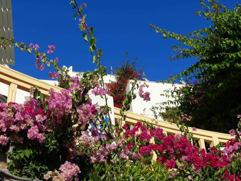 Wunderschön gestalteter Außenbereich um den Pool Proteas Hotel & Suites